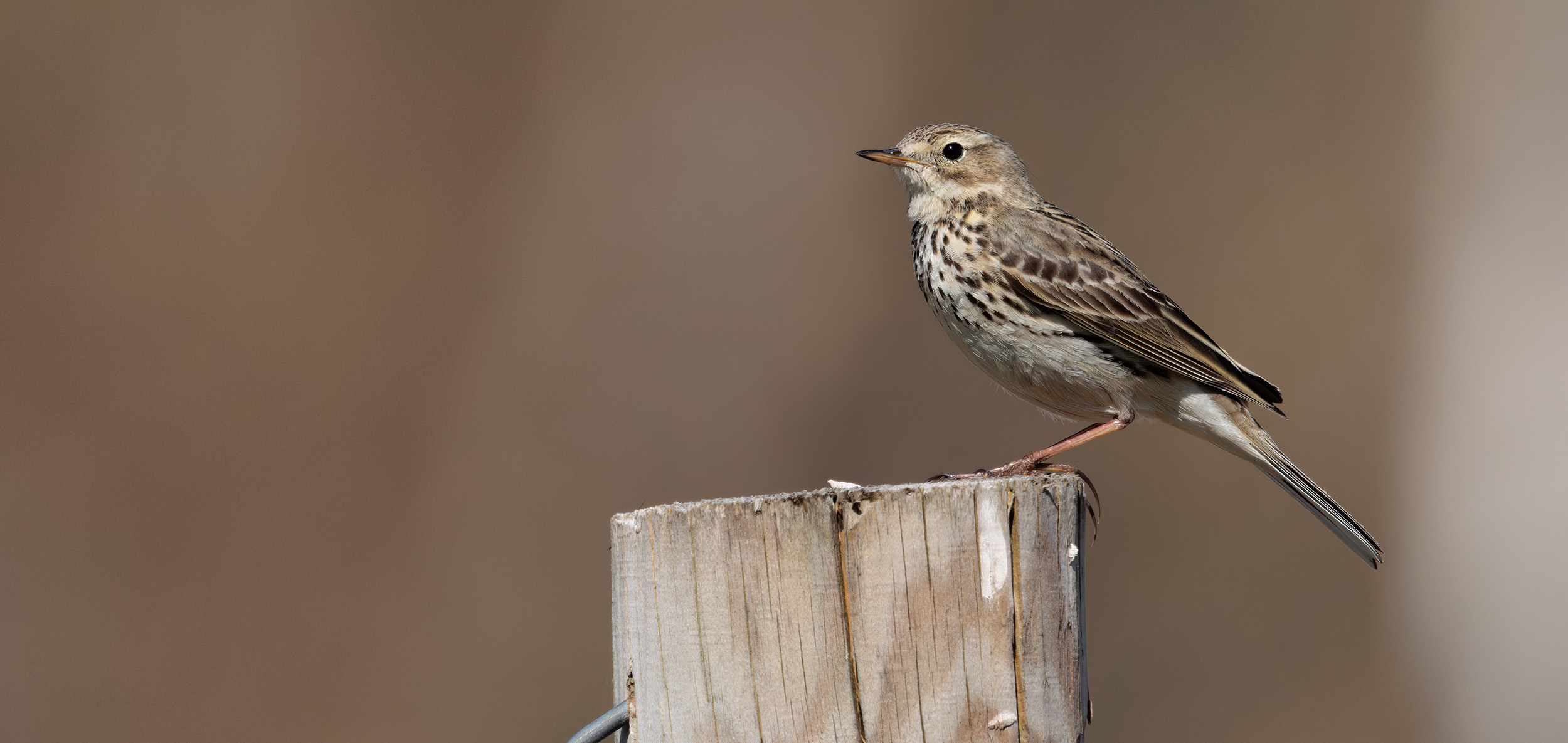 Anthus pratensis meadow pipit